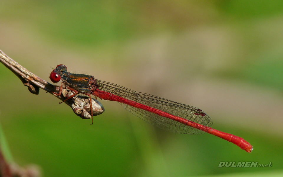 Small Red Damsel (Male, Ceriagrion Tenellum)